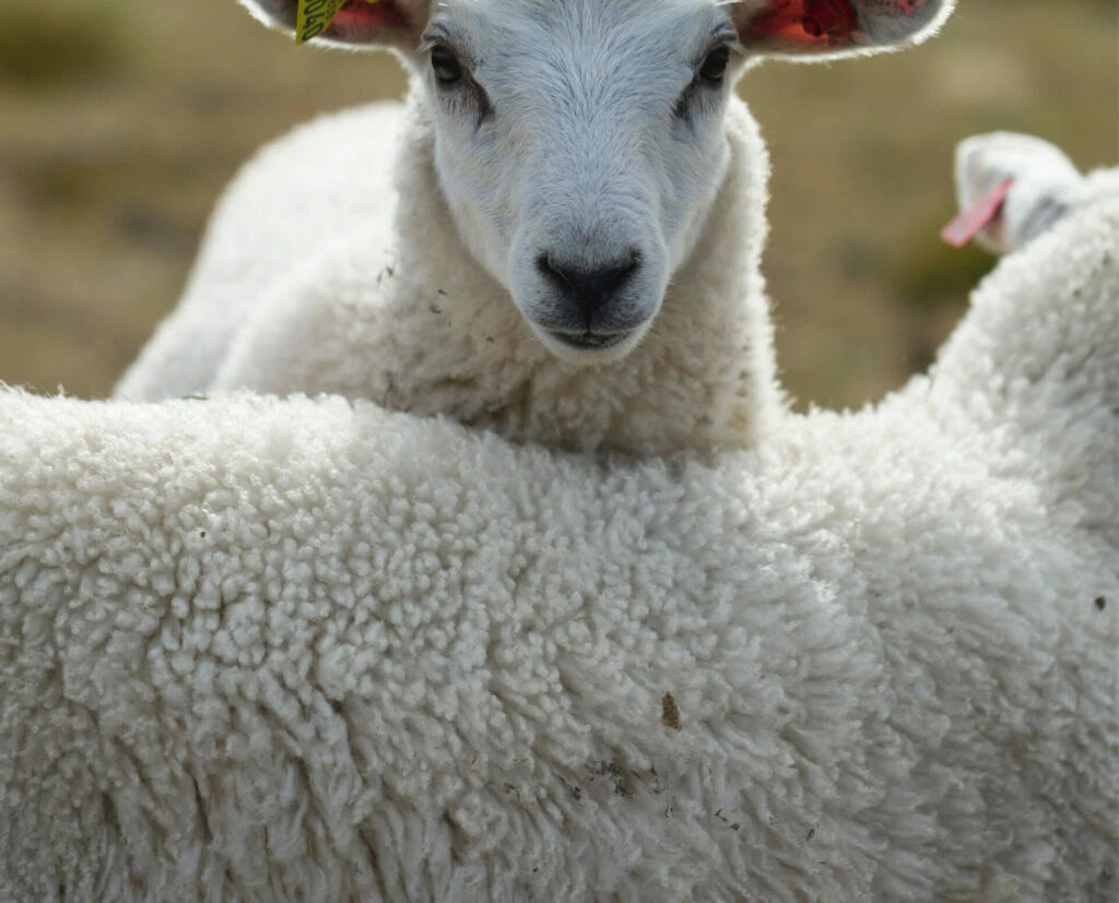 Finarte sheep